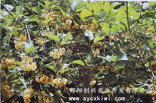 供應(yīng)國(guó)家標(biāo)準(zhǔn)獼猴桃嫁接一級(jí)苗|東紅|翠玉|紅陽(yáng)|金艷|楚紅|青錢柳苗|金銀花苗|園林綠化|經(jīng)濟(jì)果林苗木批發(fā)