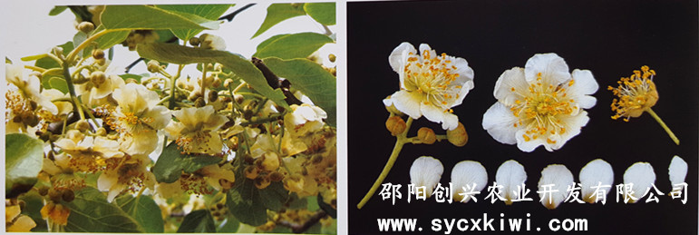 供應(yīng)國(guó)家標(biāo)準(zhǔn)獼猴桃嫁接一級(jí)苗|東紅|翠玉|紅陽(yáng)|金艷|楚紅|青錢柳苗|金銀花苗|園林綠化|經(jīng)濟(jì)果林苗木批發(fā)