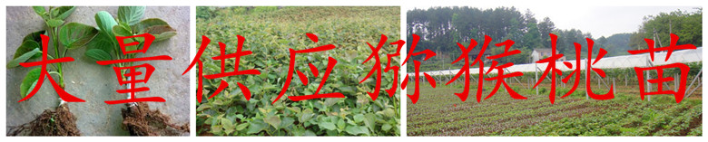 : 湖南獼猴桃苗|東紅獼猴桃苗|翠玉獼猴桃苗|紅陽獼猴桃苗|金艷獼猴桃苗|楚紅獼猴桃苗|青錢柳|藍(lán)莓|映山紅|園林綠化|