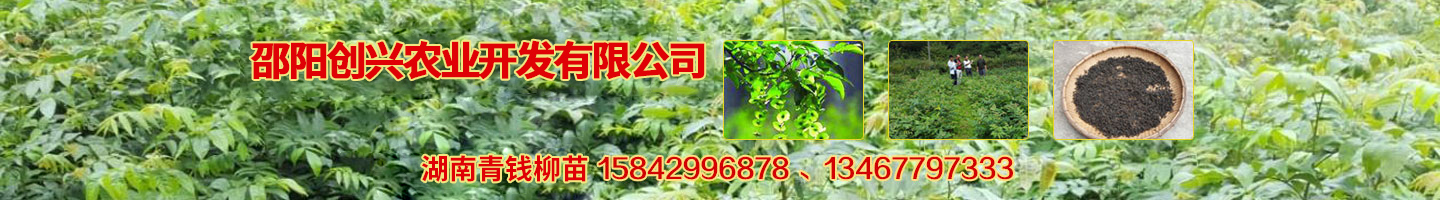 邵陽創(chuàng)興農(nóng)業(yè)開發(fā)有限公司 湘蕾金銀花苗 優(yōu)質(zhì)獼猴桃苗 獼猴桃苗批發(fā)價格 湖南金銀花苗 